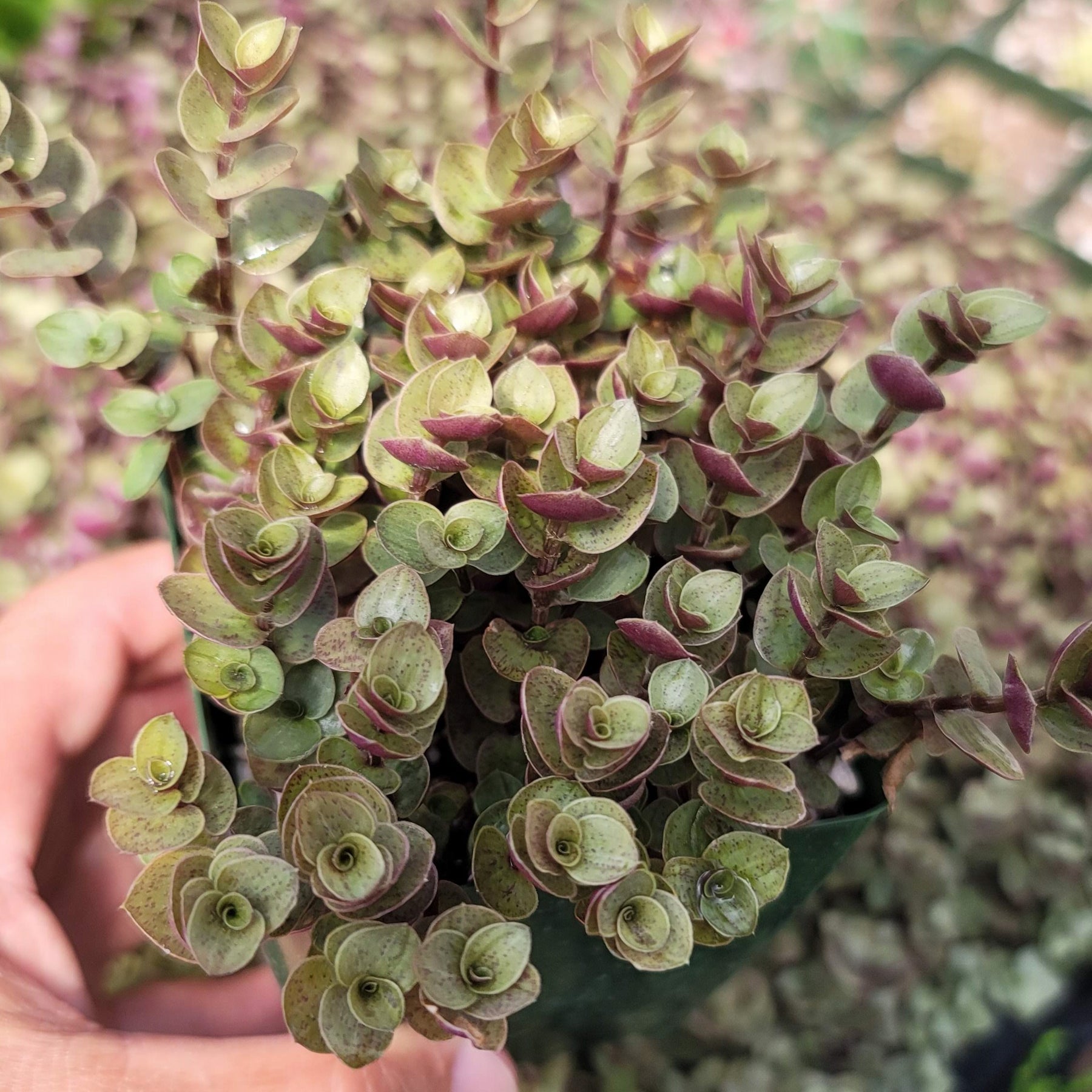 Buy 'Creeping Inch Plant - Callisia repens Gold' Care and Info | Planet ...