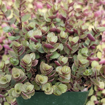 hanging basket turtle vine plant Creeping Inch Plant