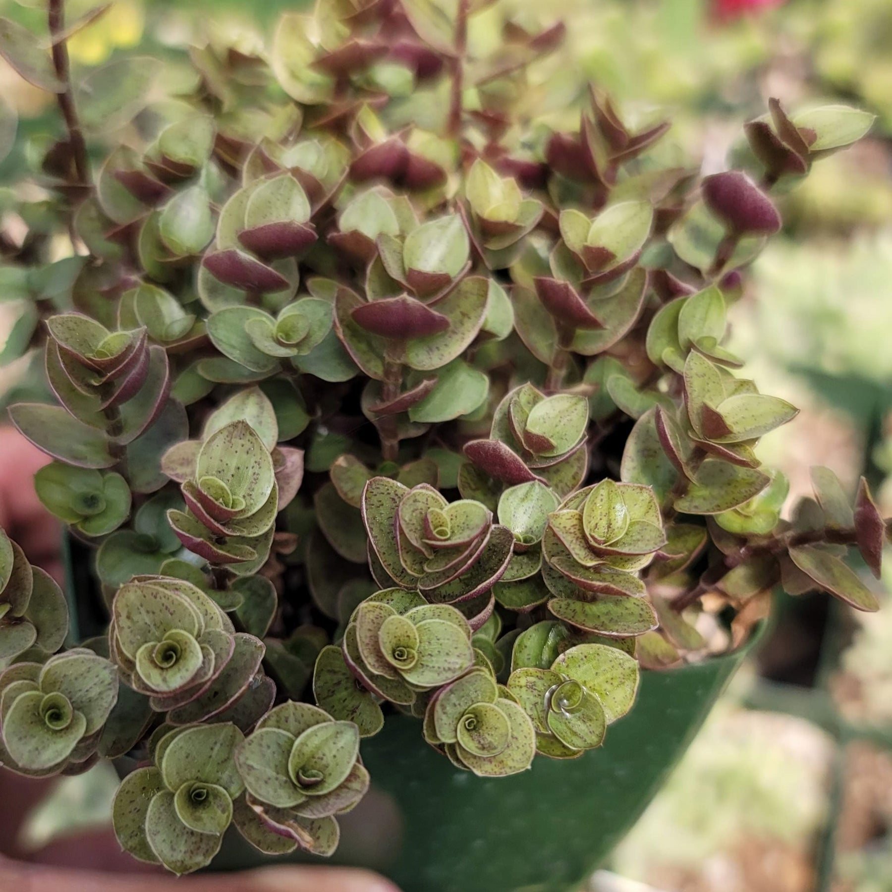 Buy 'Creeping Inch Plant - Callisia repens Gold' Care and Info | Planet ...