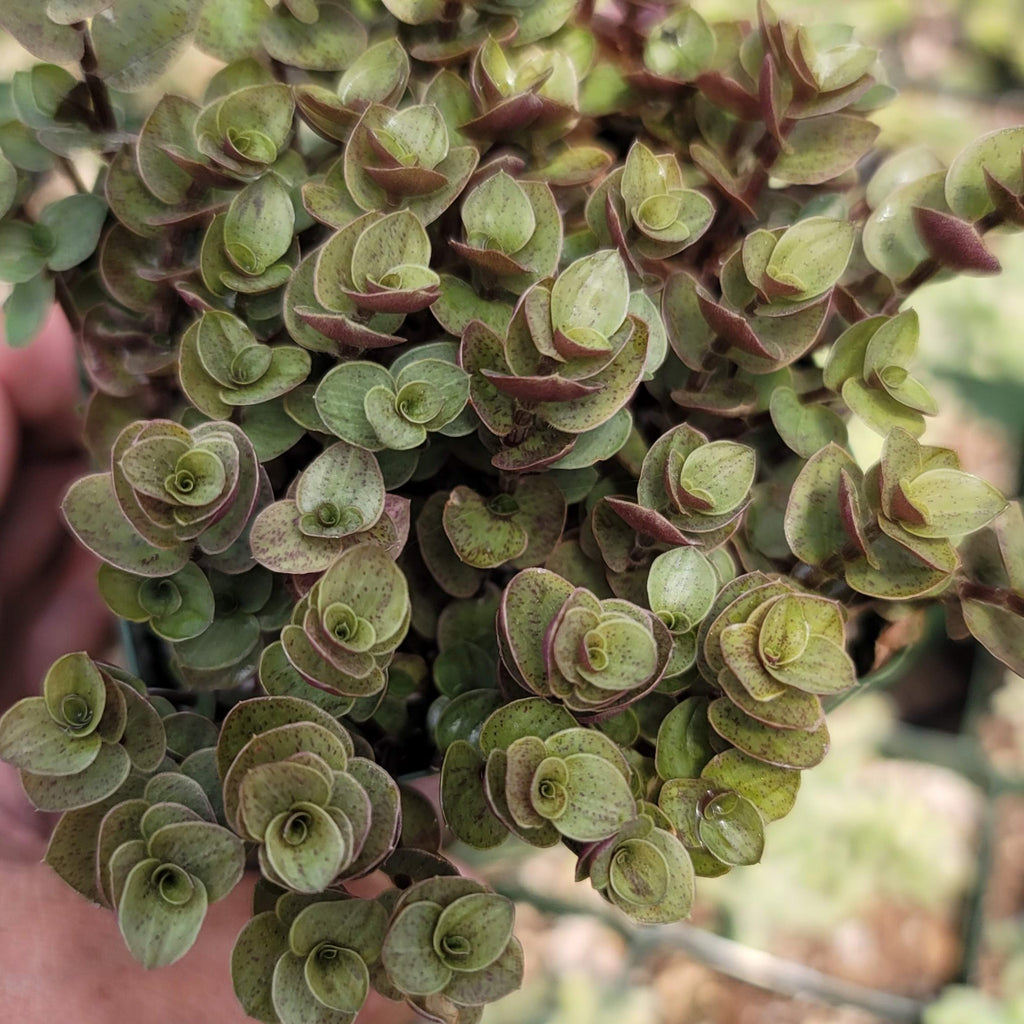 Creeping Inch Plant - Callisia repens Gold (Turtle Vine)
