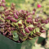 Creeping Inch Plant - Callisia repens Gold (Turtle Vine)