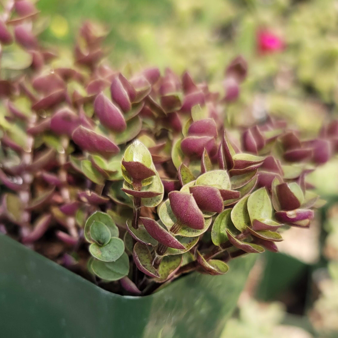 turtle vine plant seeds Buy 'Creeping Inch Plant - Callisia repens Gold' Care and Info