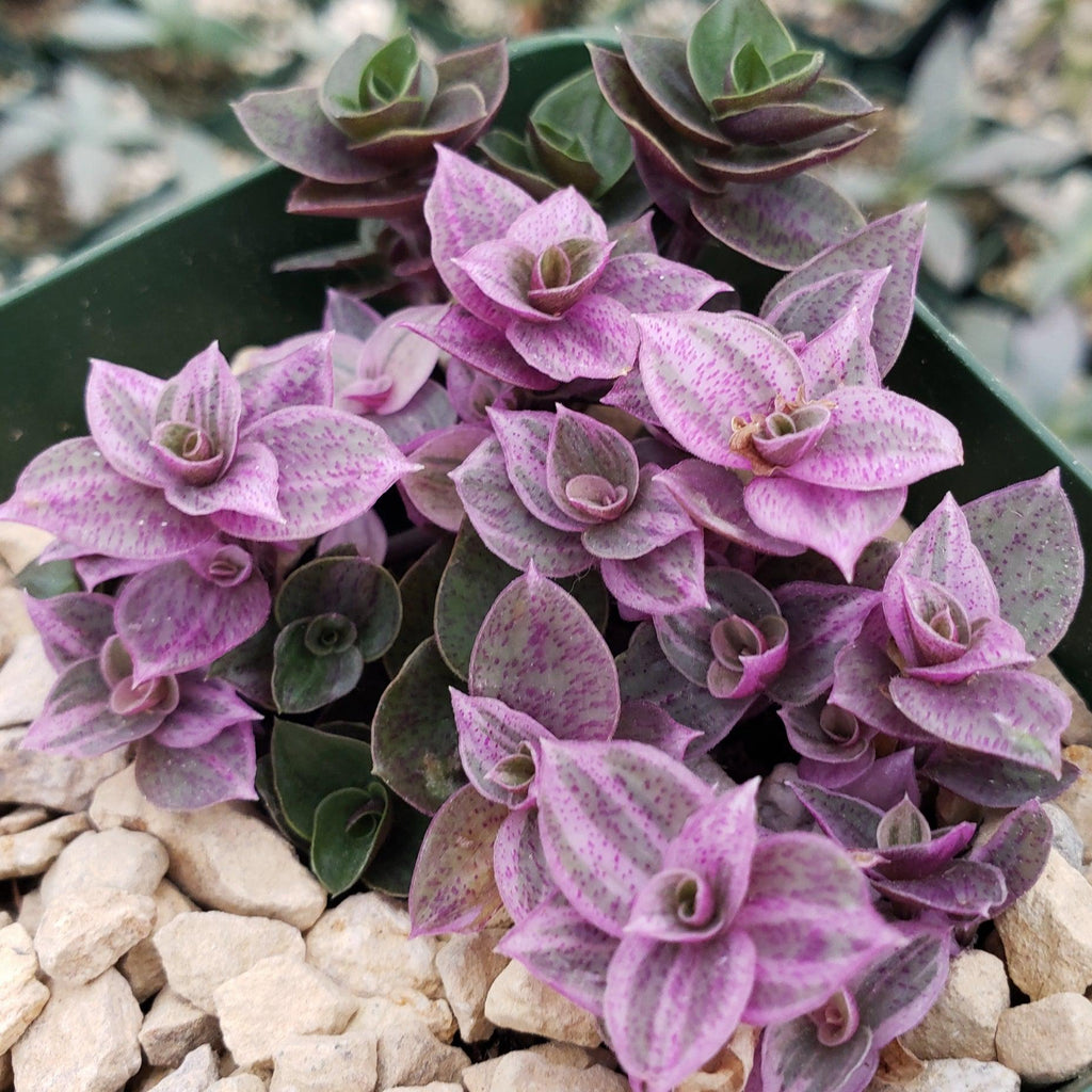 Pink Lady - Turtle Vine &