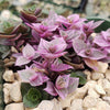 Pink Lady - Turtle Vine &