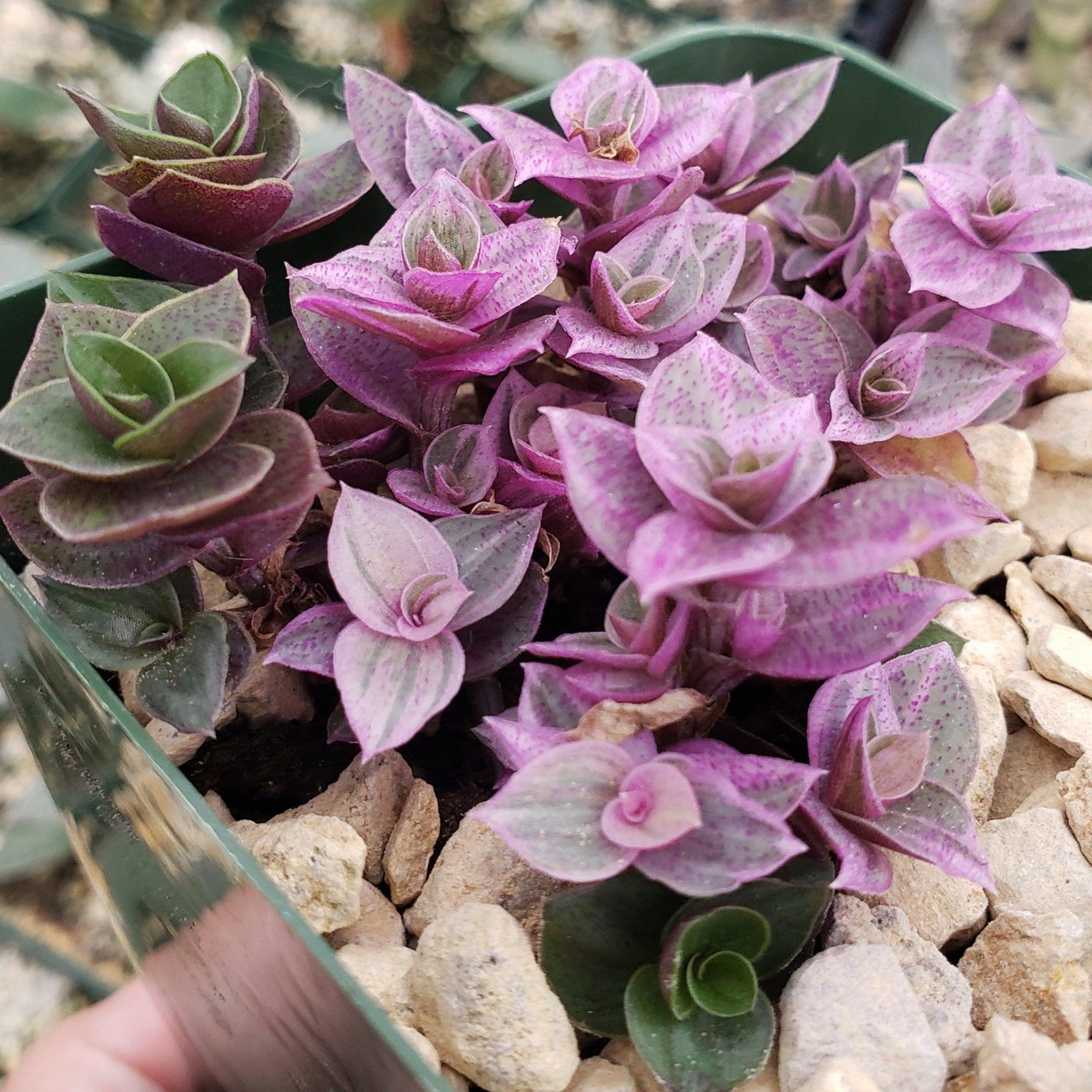 pink lady succulent care Pink Lady 'Callisia repens variegated'