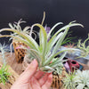 Tillandsia Capitata Blood Orange