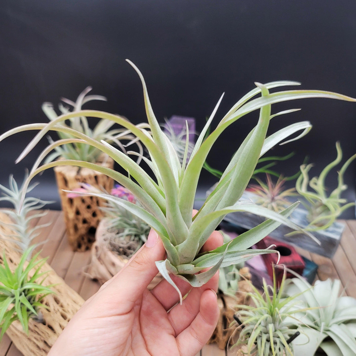 air plants nearby Tillandsia Capitata Blood Orange Air Plant | Buy Online