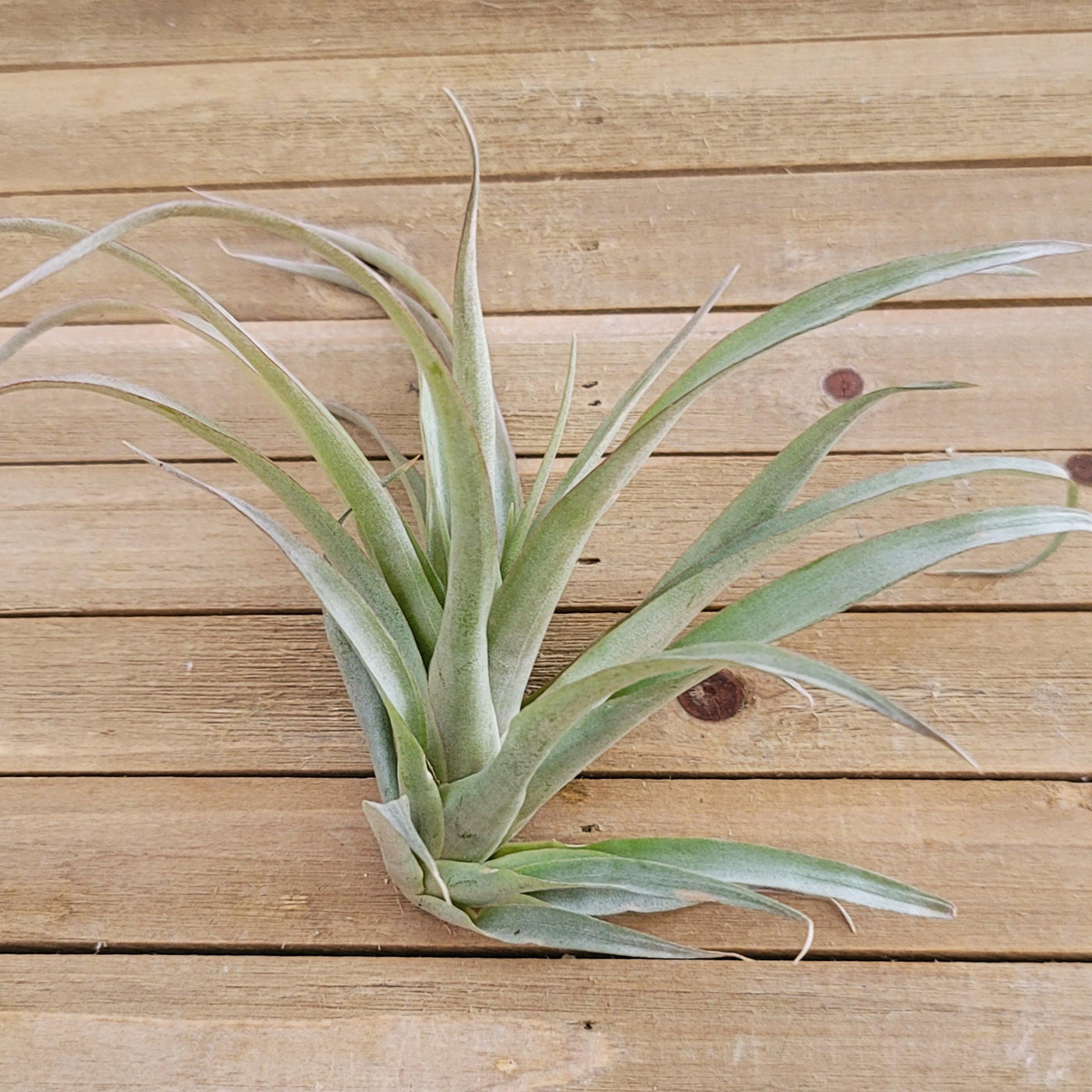 capitata air plant Tillandsia Capitata Blood Orange