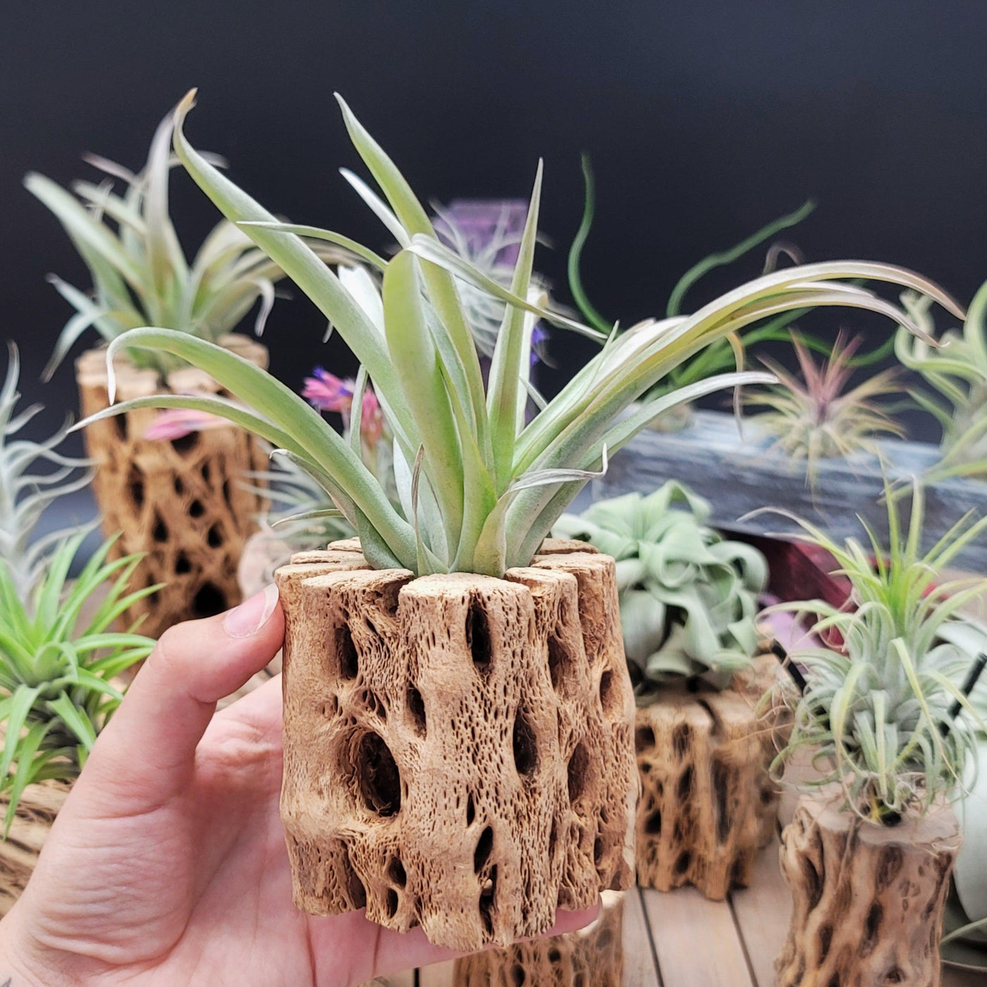 buying air plants online Tillandsia Capitata Blood Orange