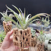 Tillandsia Capitata Blood Orange