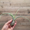 Tillandsia Caput-Medusae XLarge