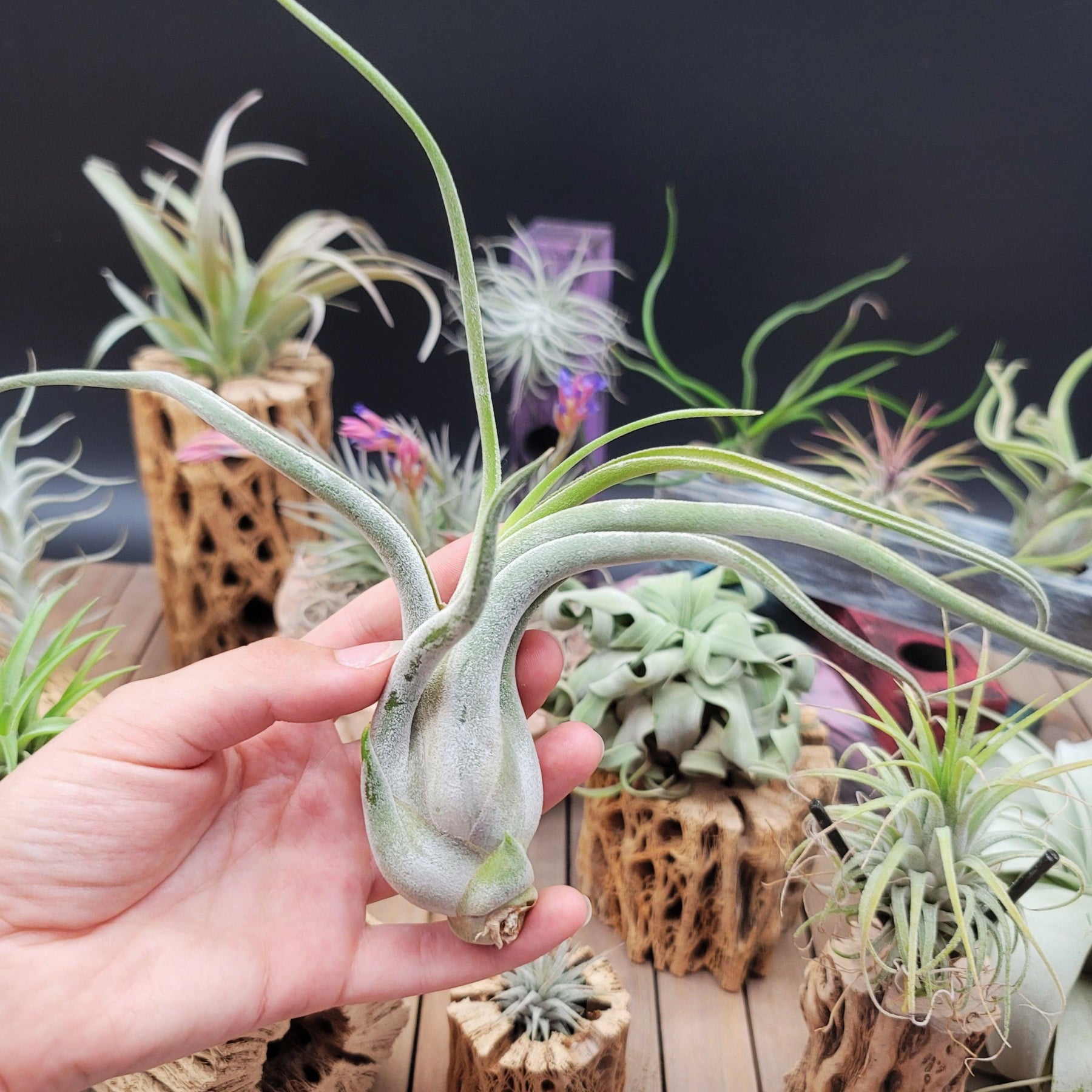medusa air plant flower Buy Gorgeous Tillandsia Caput Medusae Plant