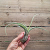 Tillandsia Caput-Medusae XLarge