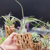 Tillandsia Caput-Medusae XLarge