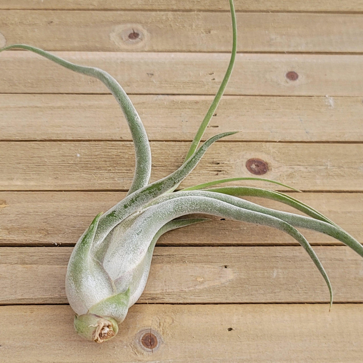 medusa air plant pups Buy Gorgeous Tillandsia Caput Medusae Plant