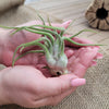 Tillandsia Caput-Medusae medium