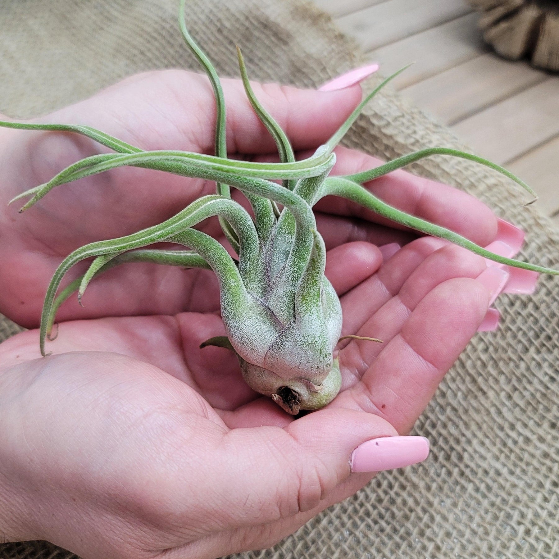 medusa air plant care Buy Tillandsia Caput Medusae Plant