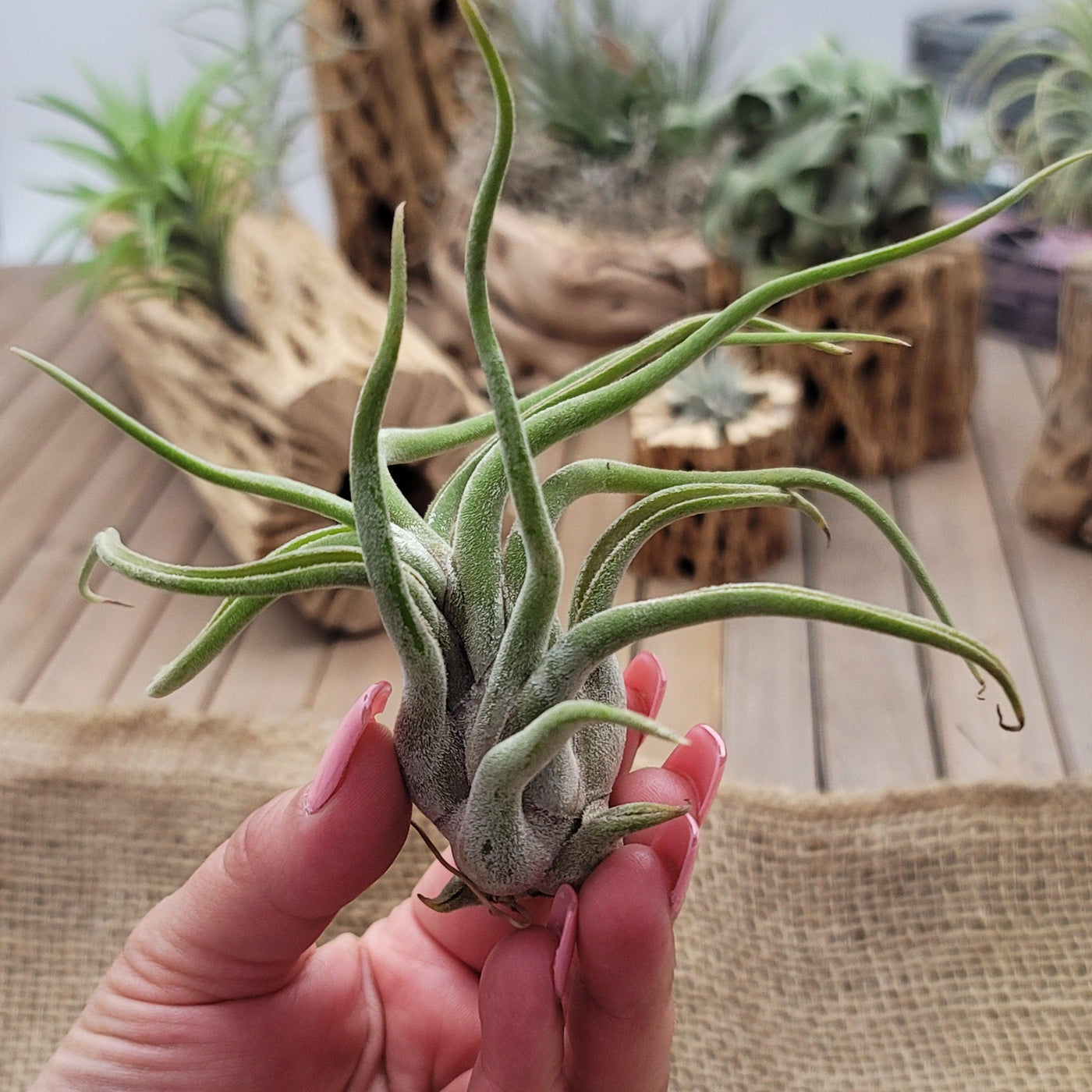 octopus plant air plant Tillandsia Caput-Medusae medium