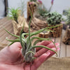 Tillandsia Caput-Medusae medium