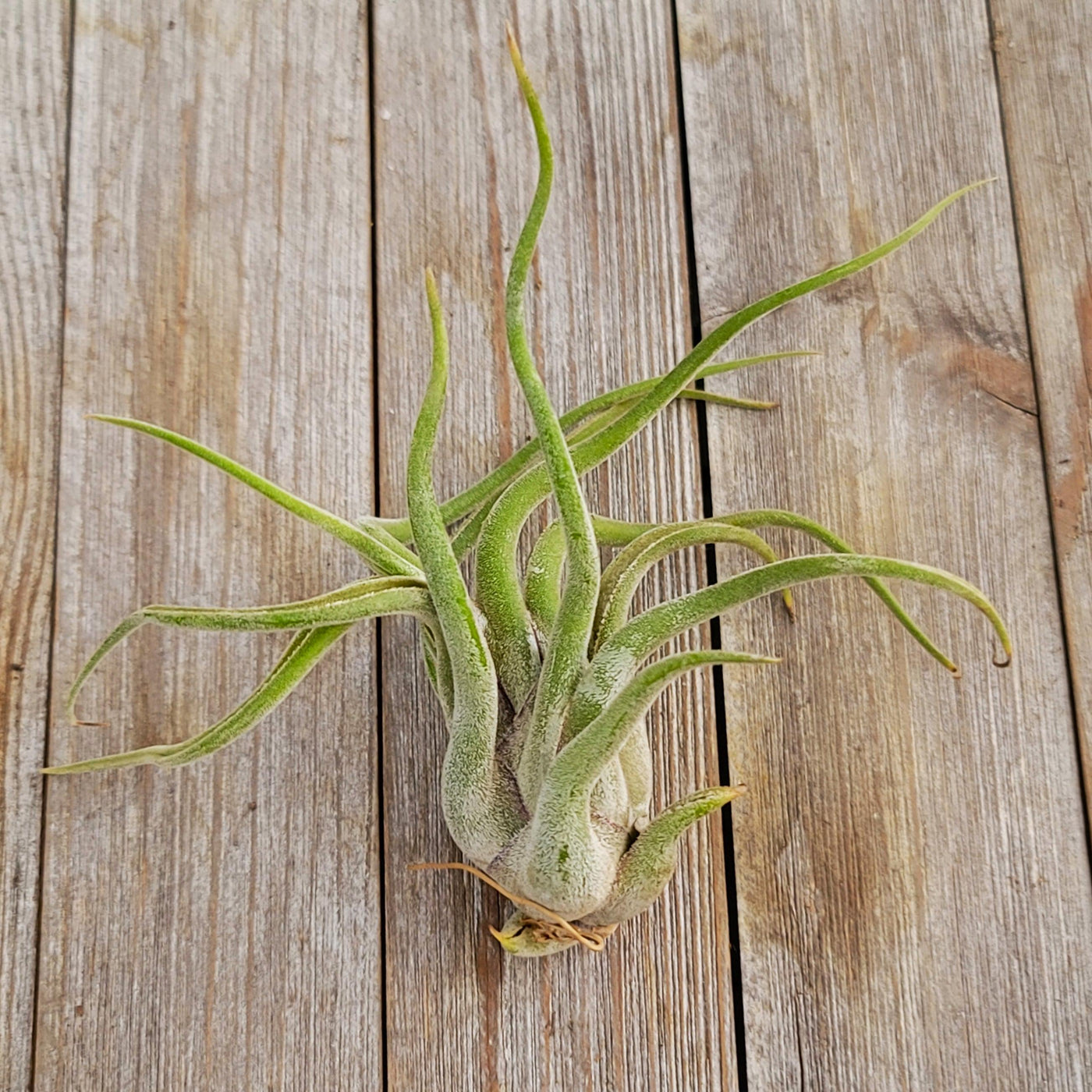 medusa air plant pups Buy Tillandsia Caput Medusae Plant