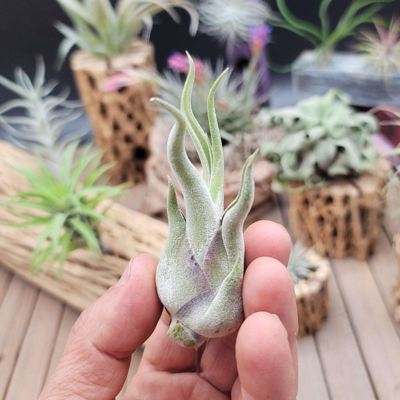 miniature air plants Get Tillandsia Caput Medusae Small Plant