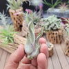 Tillandsia Caput-Medusae small