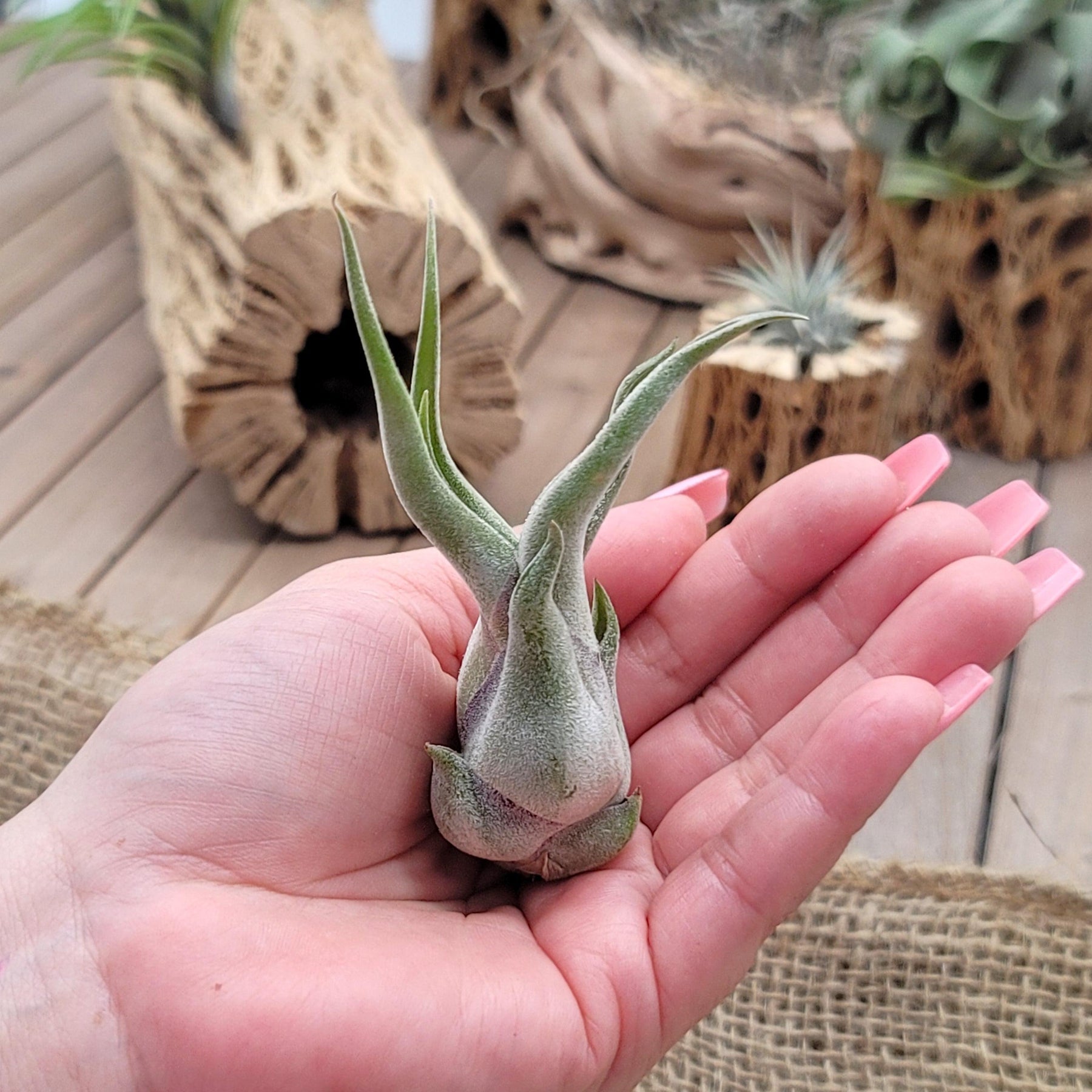 medusa air plant care Get Tillandsia Caput Medusae Small Plant