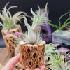 Tillandsia Caput-Medusae small