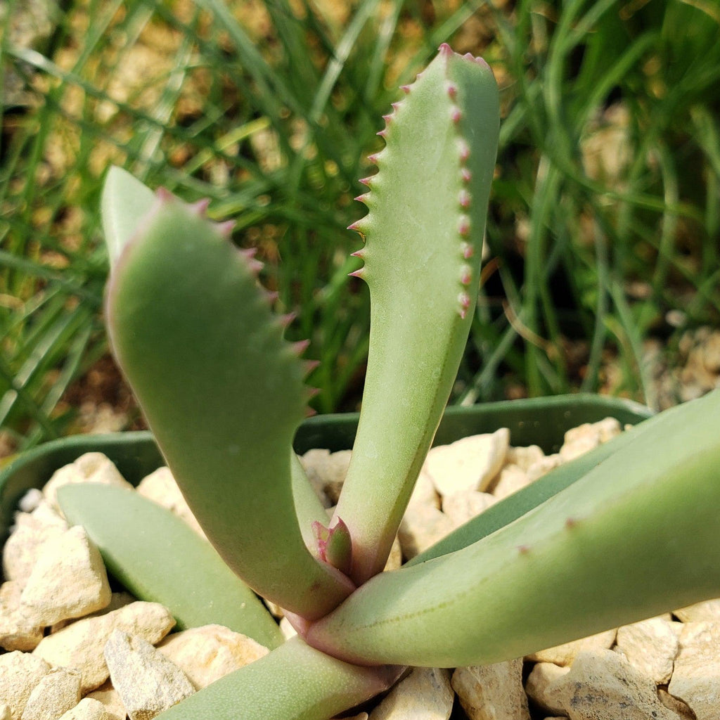 Carruanthus peersii