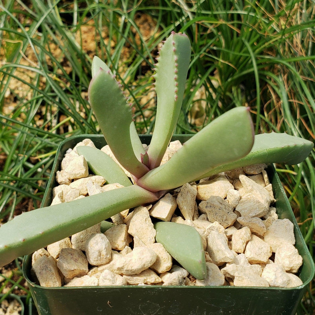 Carruanthus peersii