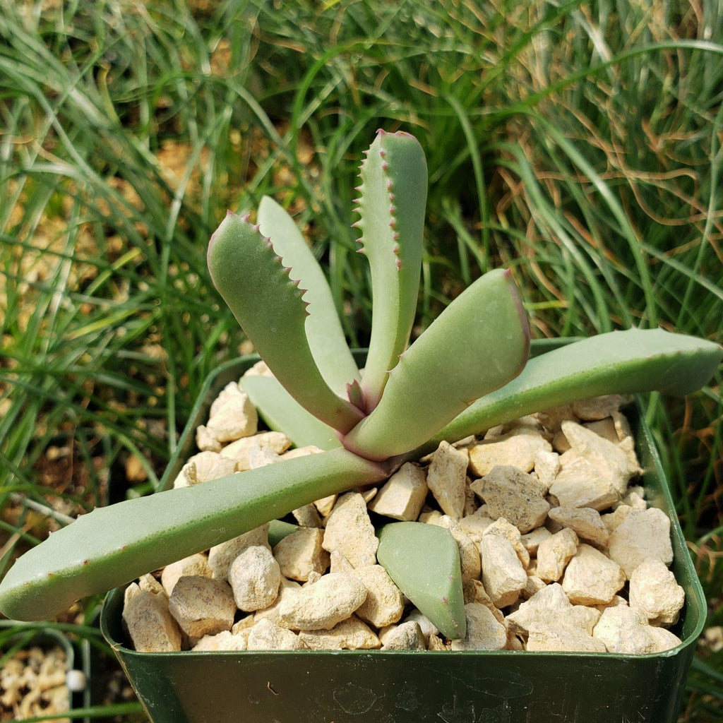 Carruanthus peersii