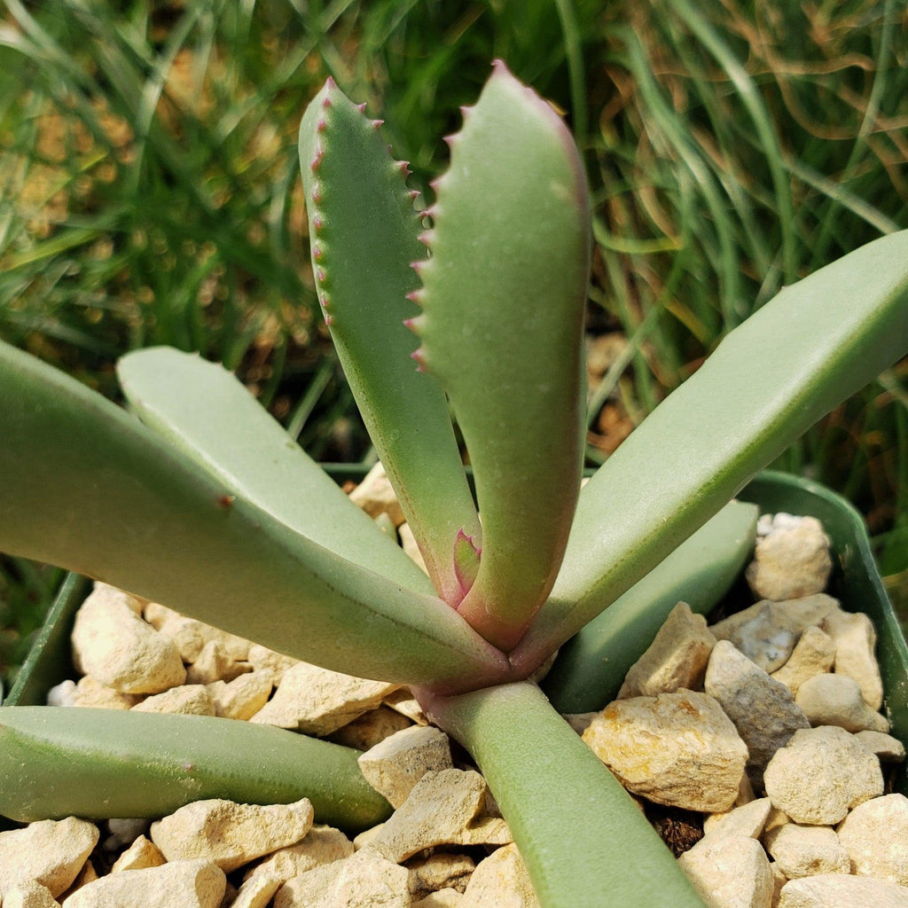 Carruanthus peersii