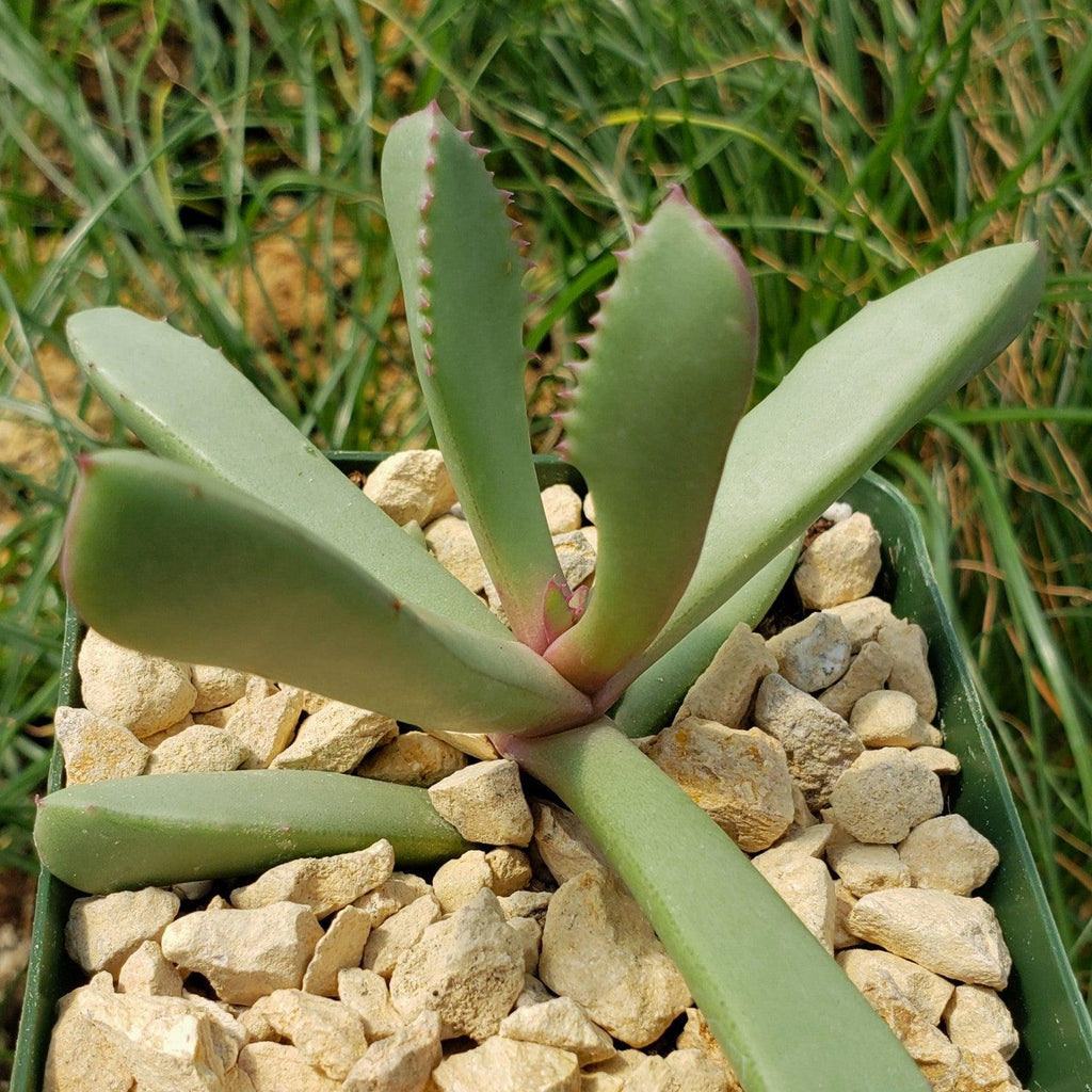 Carruanthus peersii