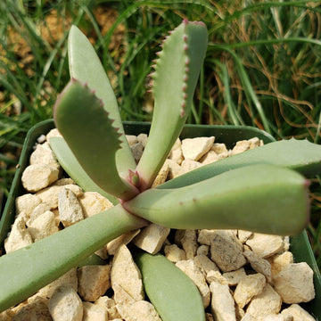 flat succulent plant Carruanthus peersii