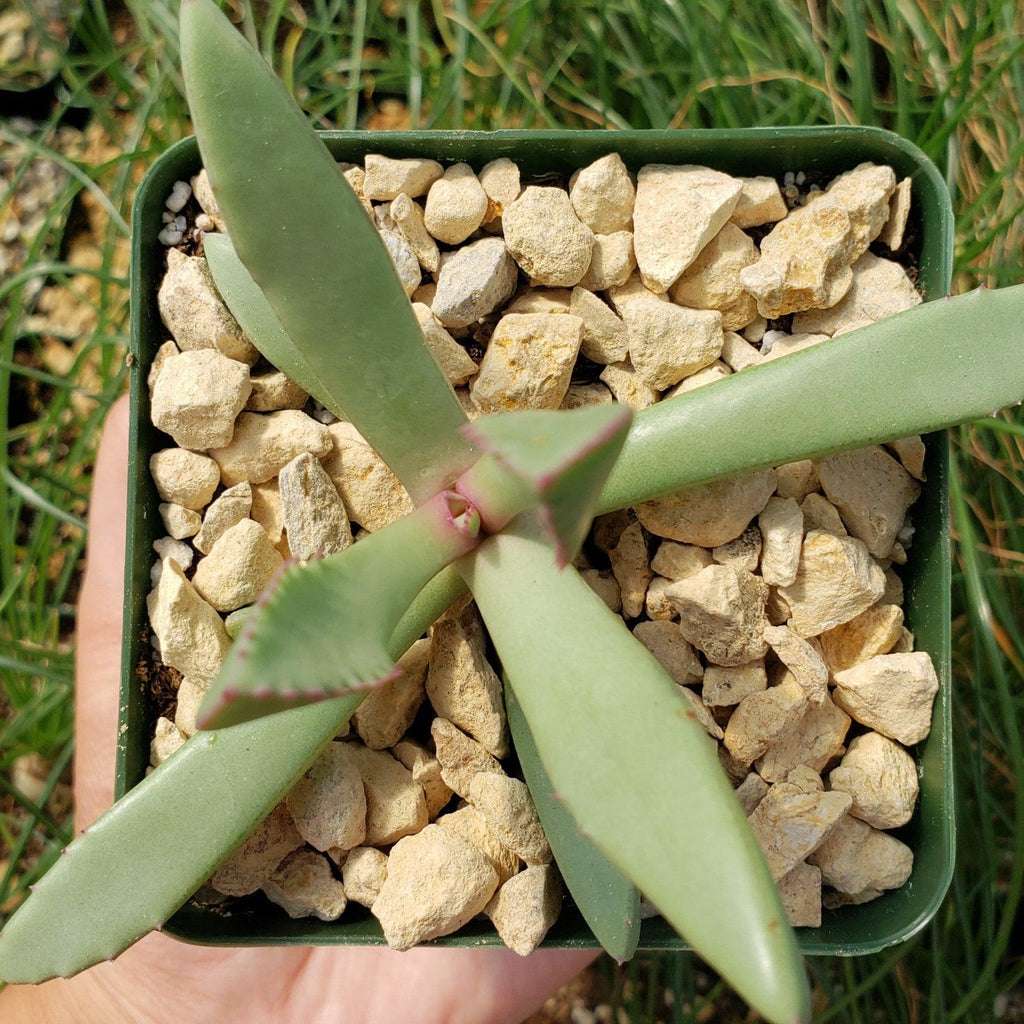 Carruanthus peersii