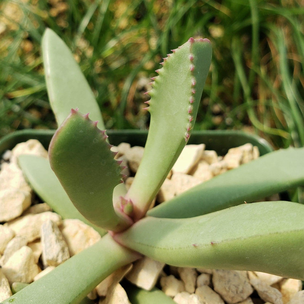 Carruanthus peersii