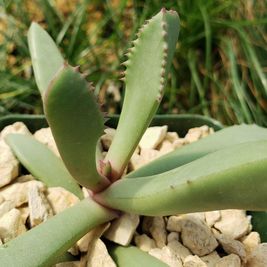 Carruanthus peersii