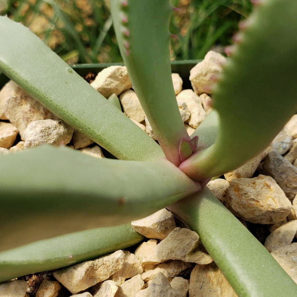 Carruanthus peersii