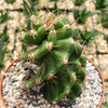 Spiral Cactus - Cereus forbesii &