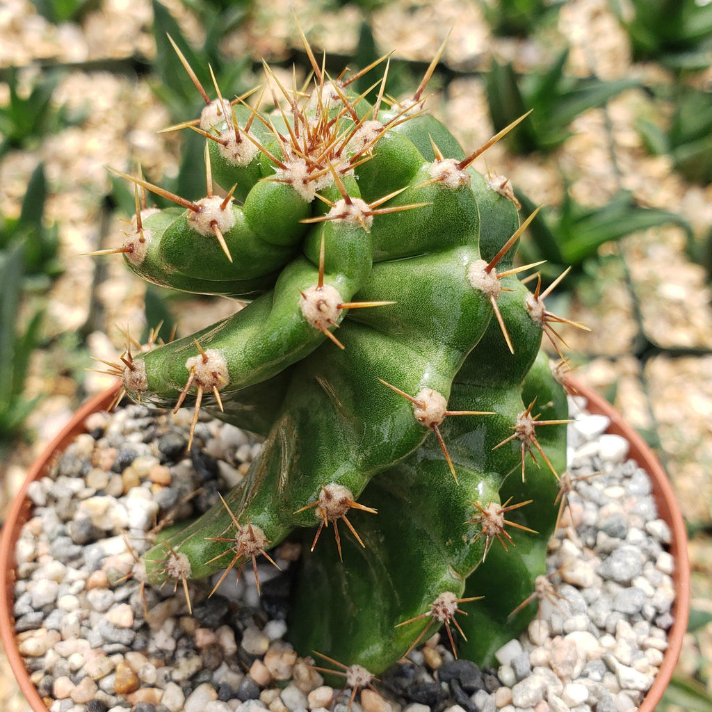 Spiral Cactus - Cereus forbesii &