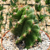 Spiral Cactus - Cereus forbesii &