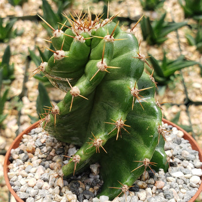 Spiral Cactus - Cereus forbesii 'spiralis