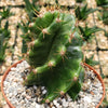 Spiral Cactus - Cereus forbesii &