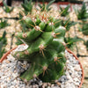 Spiral Cactus - Cereus forbesii &