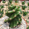 Spiral Cactus - Cereus forbesii &