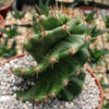 Spiral Cactus - Cereus forbesii &