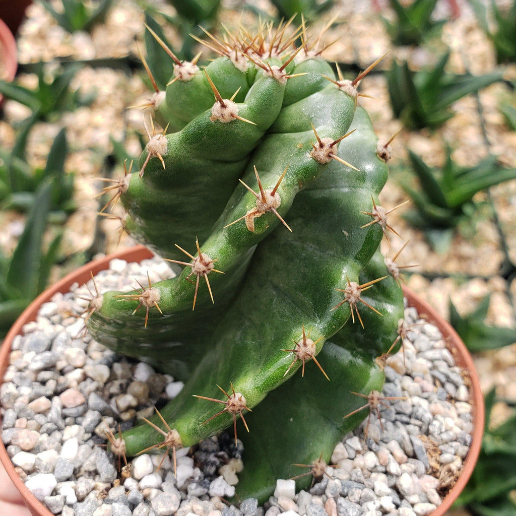 Spiral Cactus - Cereus forbesii &