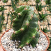 Spiral Cactus - Cereus forbesii &