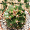 Spiral Cactus - Cereus forbesii &