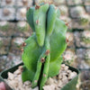 Monstrose Apple Cactus &